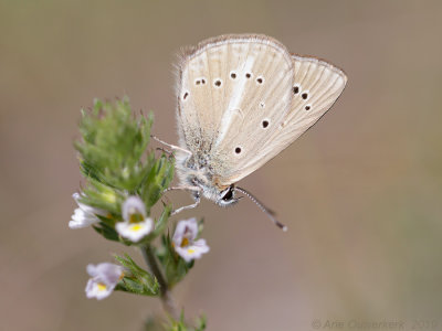 Zuidelijk Esparcetteblauwtje - Ripart's Anomalous Blue - Polyommatus ripartii