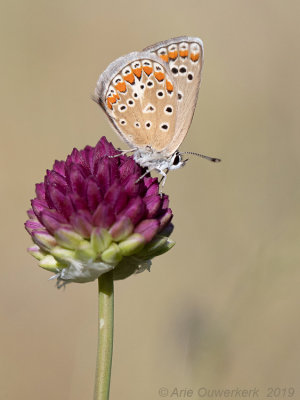 Esparcetteblauwtje - Chapman's Blue - Polyommatus thersites