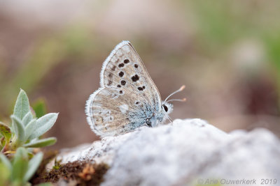 Balkan Manschildblauwtje - Balkan Blue - Agriades dardanus