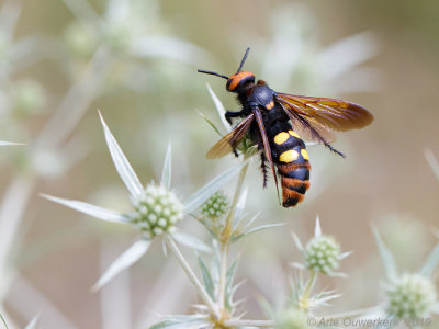 Dolkwesp - Mammoth Wasp - Megascolia maculata