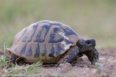 Moorse Landschildpad - Spur-thighed Tortoise - Testudo graeca