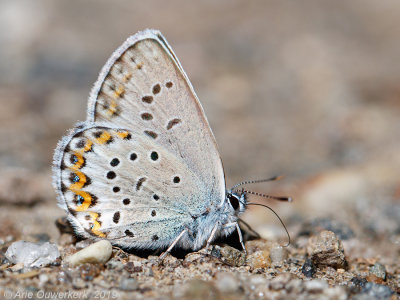 Vals Heideblauwtje - Idas Blue -  Plebejus idas