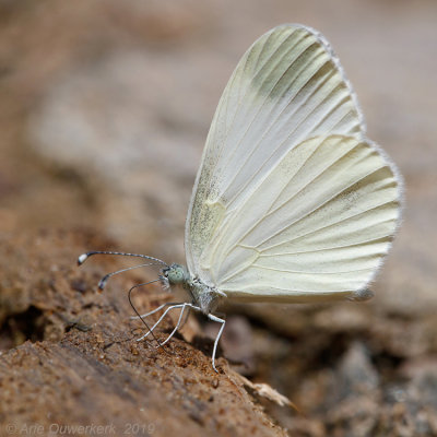 Boswitje - Wood White - Leptidae sinapis