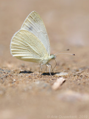 Wedewitje - Mountain Small White - Pieris ergane