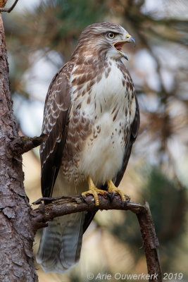 Buizerd - Common Buzzard - Buteo buteo