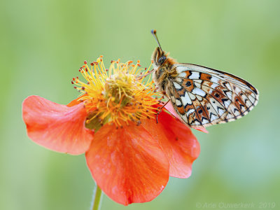 Zilveren Maan - Small Pearl-bordered Fritillary - Boloria selene