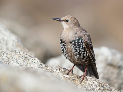 Spreeuw - Common Starling - Sturnus vulgaris