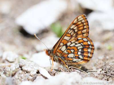 Witbonte Parelmoervlinder - Cynthia's Fritillary - Euphydryas cynthia