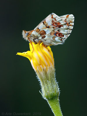 Balkanparelmoervlinder - Balkan Fritillary - Boloria graeca