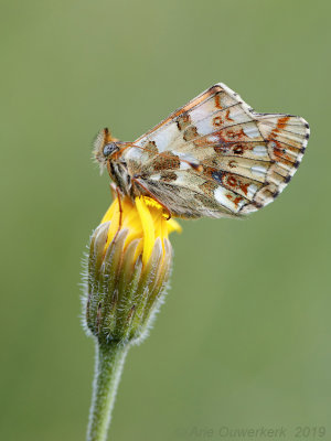 Balkanparelmoervlinder - Balkan Fritillary - Boloria graeca