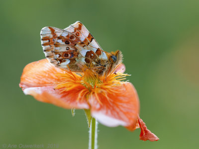 Balkanparelmoervlinder - Balkan Fritillary - Boloria graeca