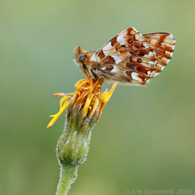 Balkanparelmoervlinder - Balkan Fritillary - Boloria graeca