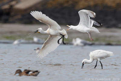 Lepelaar - Eurasian Spoonbill - Platalea leucorodia