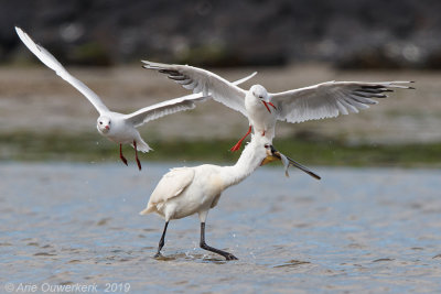 Lepelaar - Eurasian Spoonbill - Platalea leucorodia