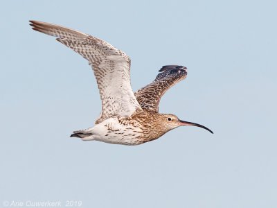 Wulp - Eurasian Curlew - Numenius arquata