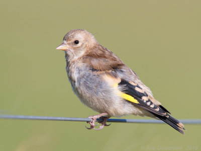 Putter - European Goldfinch - Carduelis carduelis