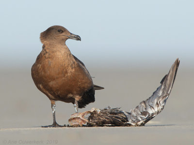 Grote Jager - Great Skua - Stercorarius skua