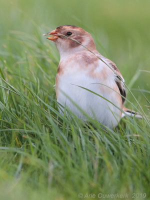 Sneeuwgors - Snow Bunting - Plectrophenax nivalis