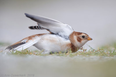 Sneeuwgors - Snow Bunting - Plectrophenax nivalis