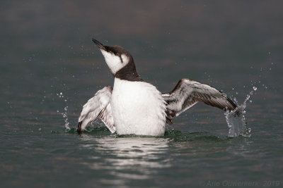 Zeekoet - Common Murre (Guillemot) - Uria aalge