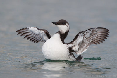 Zeekoet - Common Murre (Guillemot) - Uria aalge