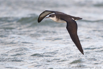 Noordse Pijlstormvogel - Manx Shearwater - Puffinus puffinus