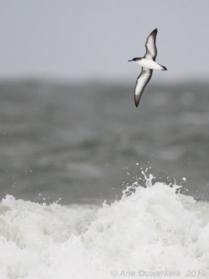 Noordse Pijlstormvogel - Manx Shearwater - Puffinus puffinus