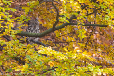 Oeraluil - Ural Owl - Strix uralensis
