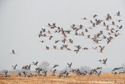 Kraanvogel / Common Crane