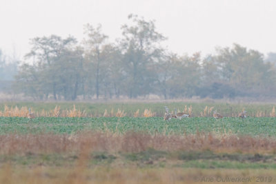 Grote Trap / Great Bustard