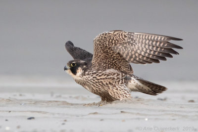 Slechtvalk - Peregrine Falcon - Falco peregrinus