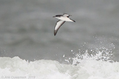 Noordse Pijlstormvogel - Manx Shearwater - Puffinus puffinus