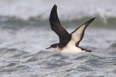 Noordse Pijlstormvogel - Manx Shearwater - Puffinus puffinus