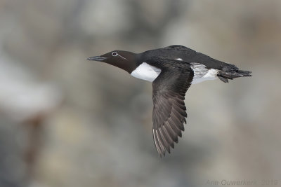 Zeekoet - Common Murre (Guillemot) - Uria aalge