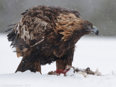 Steenarend - Golden Eagle - Aquila chrysaetos