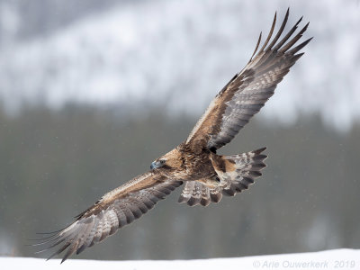 Steenarend - Golden Eagle - Aquila chrysaetos