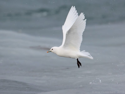 Ivoormeeuw - Ivory Gull - Pagophila eburnea