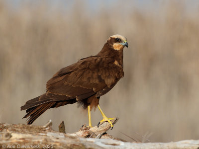 Bruine Kiekendief - Western Marsh Harrier - Circus aeruginosus