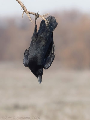 Raaf - Common Raven - Corvus corax