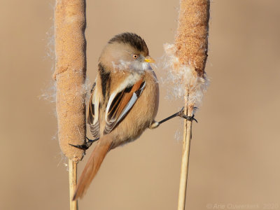 Baardmannetje - Bearded Reedling - Panurus biarmicus