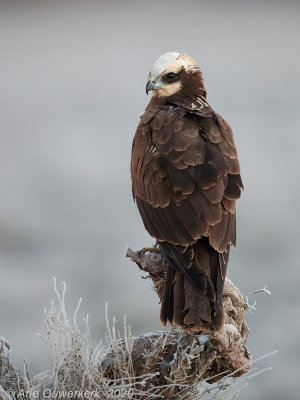 Bruine Kiekendief - Western Marsh Harrier - Circus aeruginosus