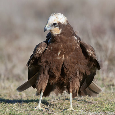 Bruine Kiekendief - Western Marsh Harrier - Circus aeruginosus