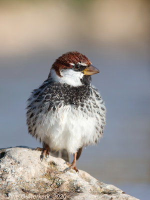 Spaanse Mus - Spanish Sparrow - Passer hispaniolensis