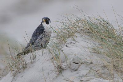 Slechtvalk - Peregrine Falcon - Falco peregrinus