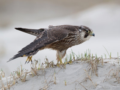 Slechtvalk - Peregrine Falcon - Falco peregrinus