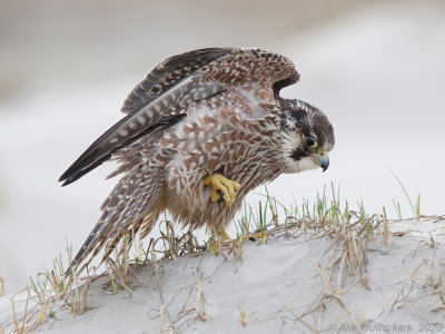 Slechtvalk - Peregrine Falcon - Falco peregrinus