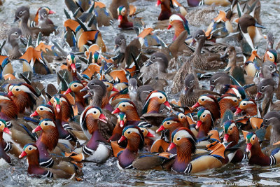 Mandarijneend - Mandarin Duck - Aix galericulata