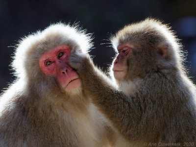 Japanse Makaak - Japanese Macaque - Macaca fuscata