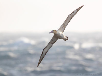 Stellers Albatros - Short-tailed Albatross - Phoebastria albatrus