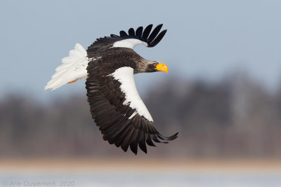 Stellers Zeearend - Stellers Sea Eagle - Haliaeetus pelagicus